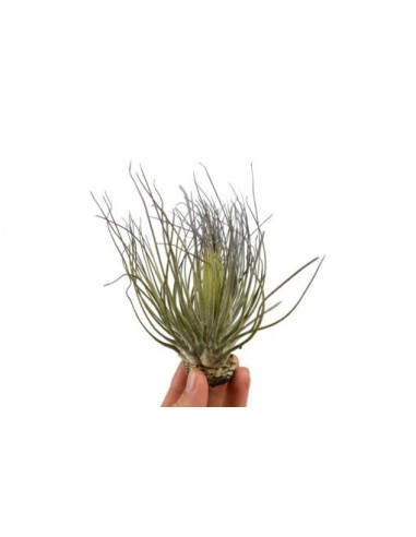 Tillandsia Magnusiana  - 1