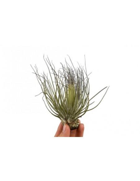 Tillandsia Magnusiana  - 1