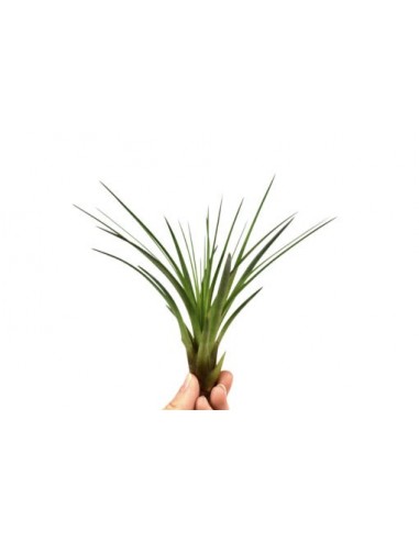 Tillandsia Melanocrater green  - 1