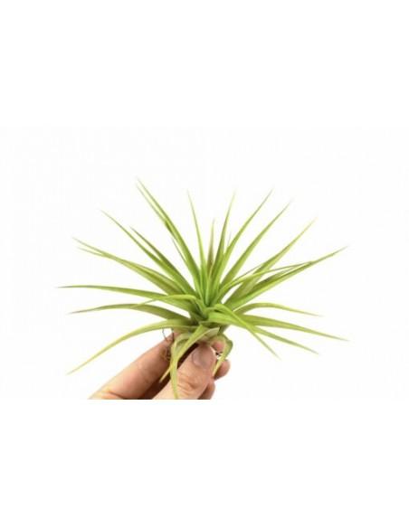 Tillandsia Multiflora green  - 1