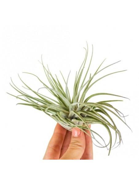 Tillandsia Oaxacana  - 1
