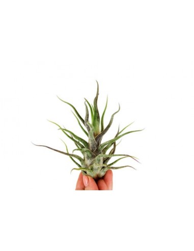 Tillandsia Pruinosa  - 1