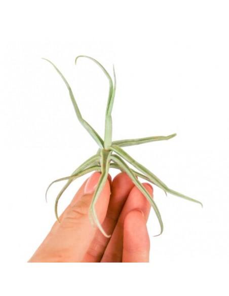 Tillandsia Reichenbachii  - 1