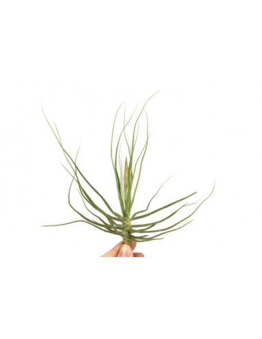 Tillandsia Schiedeana  - 1