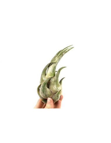 Tillandsia Seleriana  - 1