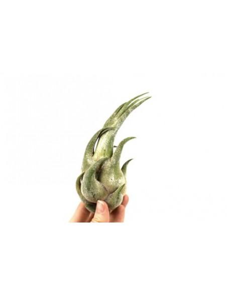 Tillandsia Seleriana  - 1