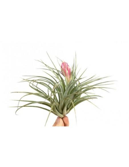 Tillandsia Silver  - 1