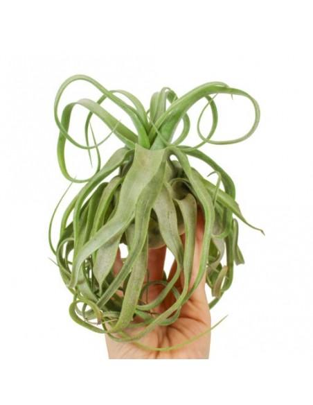 Tillandsia Streptophylla  - 1