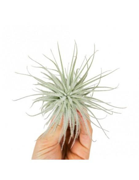 Tillandsia Tectorum  - 1