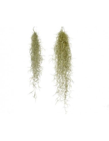 Tillandsia Usneoides  - 1