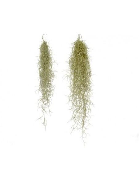 Tillandsia Usneoides  - 1