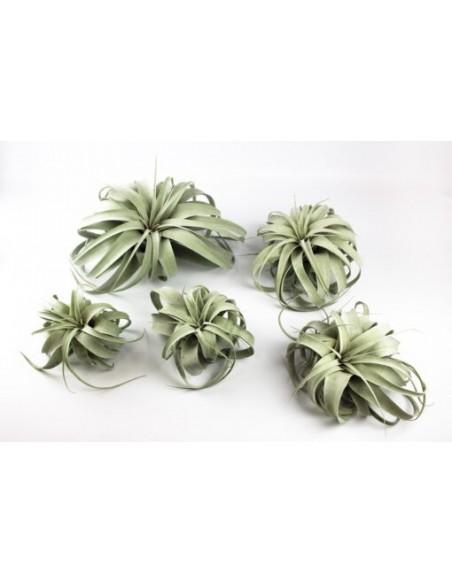 Tillandsia Xerographica  - 1
