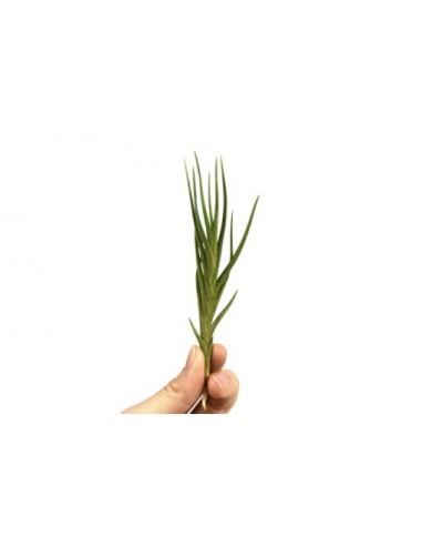 Tillandsia Albertiana  - 1