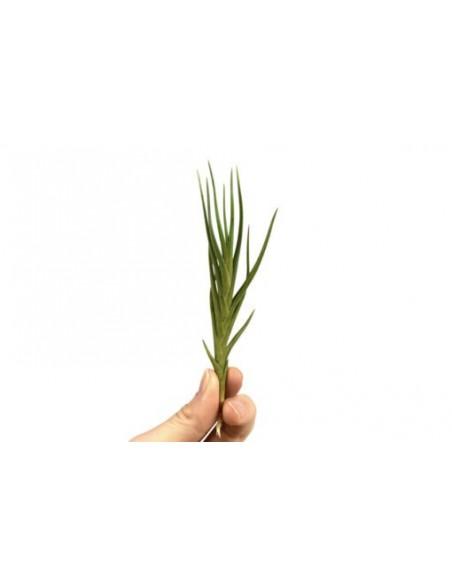 Tillandsia Albertiana  - 1