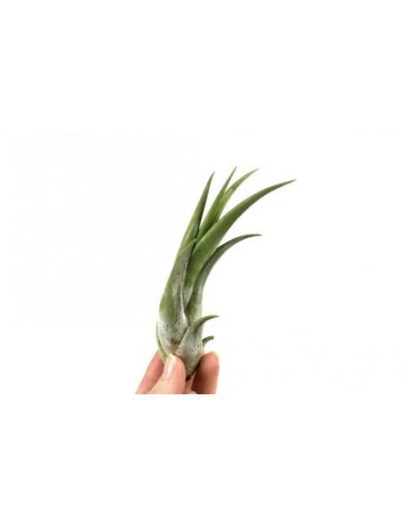 Tillandsia Circinata  - 1