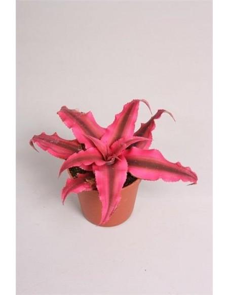 Cryptanthus Rubin Star  - 1