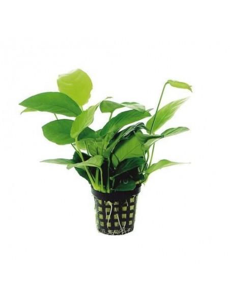 Anubias mix  - 1