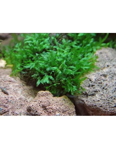 Crepidomanes Malabaricum cup 80 cc  - 1