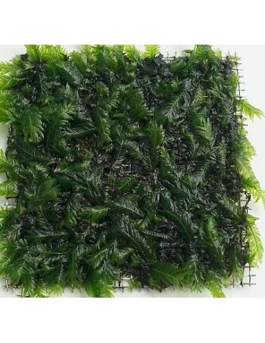 Fissidens nobilis 9x9cm  - 1