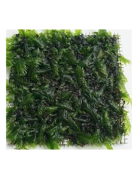 Fissidens nobilis 9x9cm  - 1