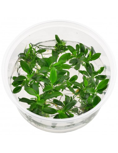 Anubias barteri var. nana 'mini' - In Vitro Cup  - 1
