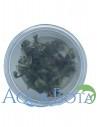 Bucephalandra brownie 'Purple' In-vitro  - 2
