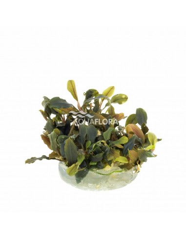 Bucephalandra brownie 'Blue' In-vitro  - 1