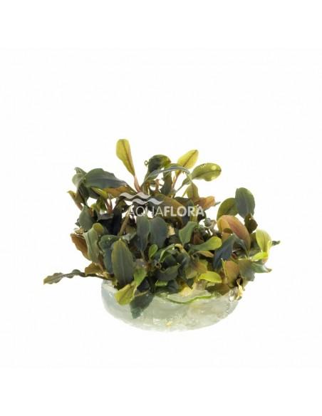 Bucephalandra brownie 'Blue' In-vitro  - 1