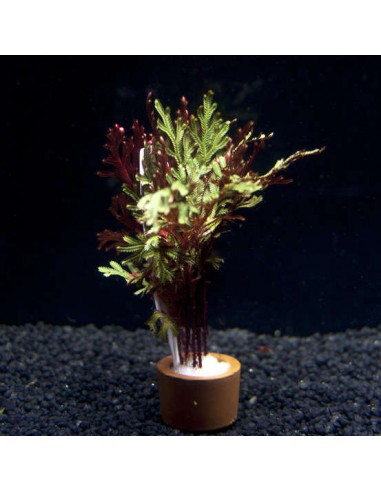 Selaginella erythropus 'Sanguinea'  - 1