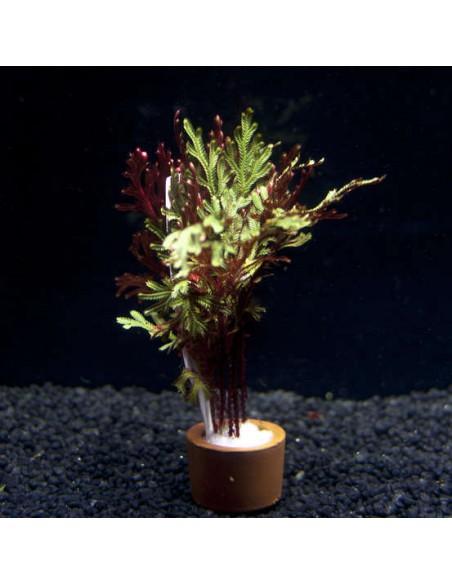 Selaginella erythropus 'Sanguinea'  - 1