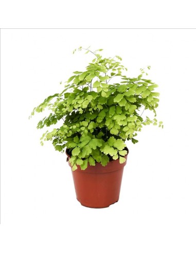 Adiantum Fragrans  - 1