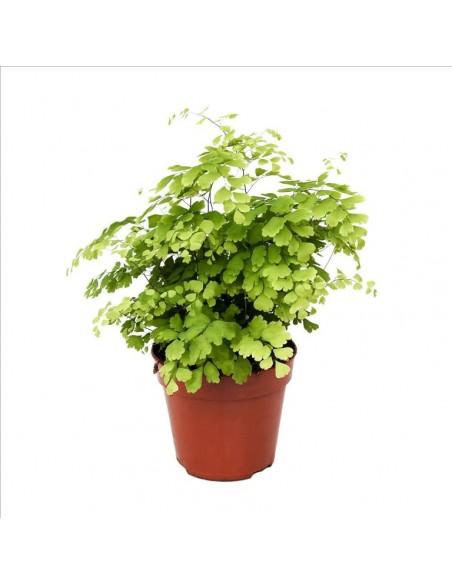 Adiantum Fragrans  - 1