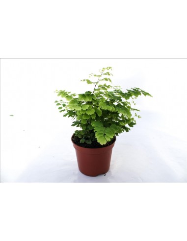 Adiantum Fritz-luthi  - 1