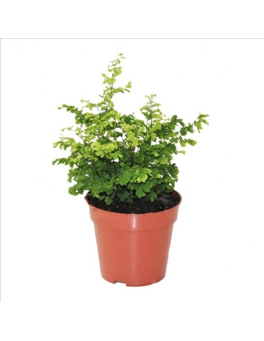 Adiantum Suzy  - 1