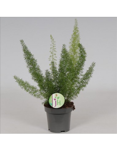 Asparagus Falcatus  - 1
