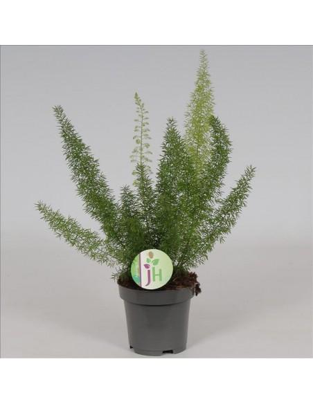 Asparagus Falcatus  - 1