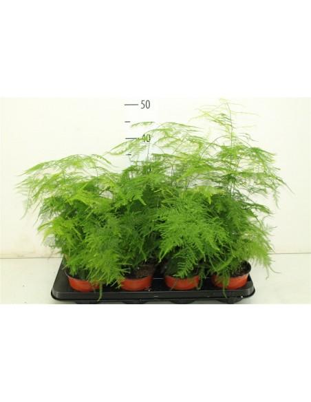 Asparagus Plumosus  - 1