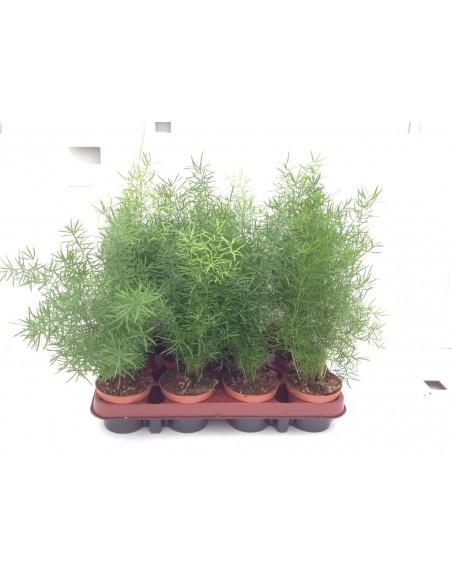 Asparagus Sprengeri  - 1