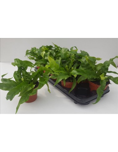 Asplenium Hurricane  - 1