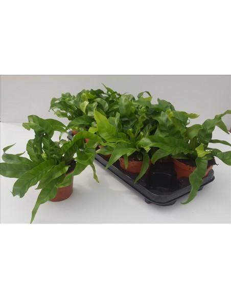 Asplenium Hurricane  - 1