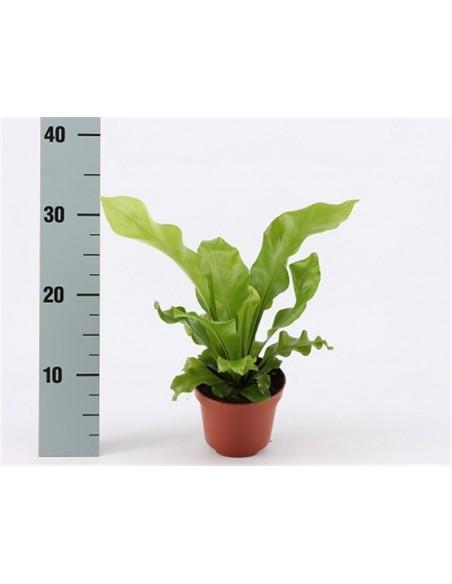 Asplenium Nidus  - 1