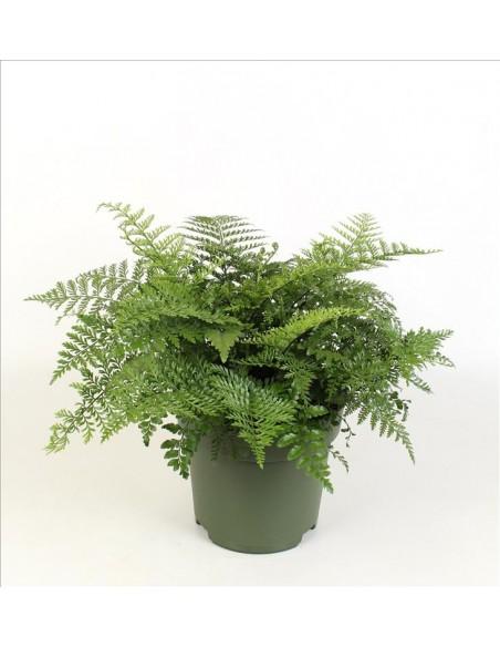 Asplenium Parvati  - 1