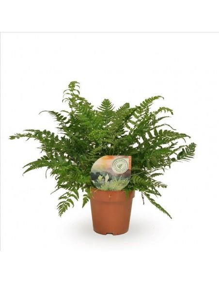 Athyrium  - 1