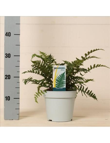 Dryopteris Affinis  - 1