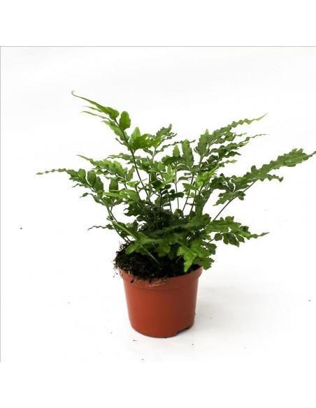 Pteris Ensiformis Evergreen  - 1