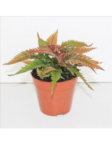 Pteris Quadriaurita Tricolor  - 1
