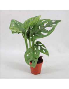 Monstera Adansonii Obliqua Type  - 1