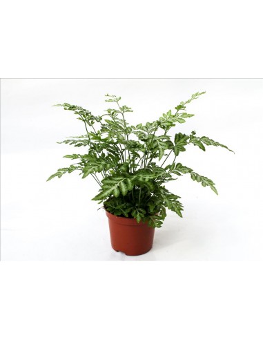 Pteris Ensiformis Evergemiensis  - 1