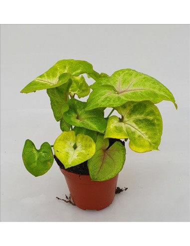 Syngonium Golden  - 1