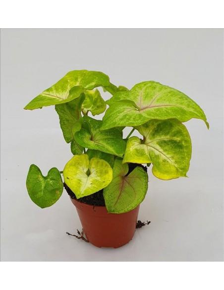 Syngonium Golden  - 1